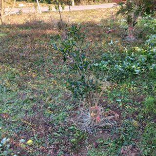 김건우님의 기타작물 · 영농일지 작성글 사진