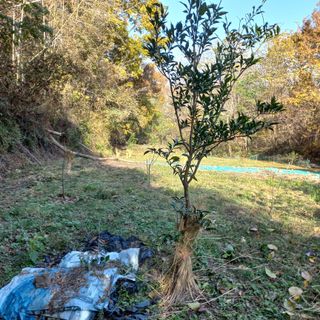 김건우님의 기타작물 · 영농일지 작성글 사진