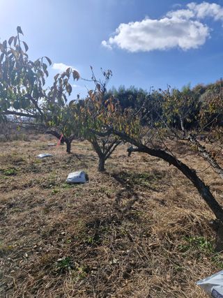 매실향기차향기님의 매실 · 영농일지 작성글 사진