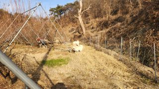 김준한님의 자두 · 영농일지 작성글 사진