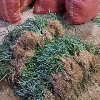 이은화님의 기타작물 · 영농일지 작성글 사진