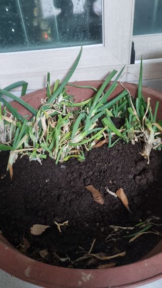 빛밭님의 기타작물 · 영농일지 작성글 사진