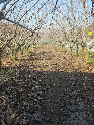 조영민님의 배 · 영농일지 작성글 사진