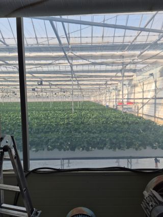 안병찬님의 딸기 · 영농일지 작성글 사진