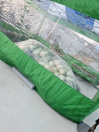 처마밑에추녀님의 배추 · 영농일지 작성글 사진