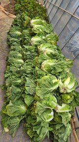 팜모닝 배추·영농일지 게시글 이미지