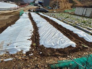 강윤석님의 마늘 · 영농일지 작성글 사진