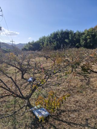 매실향기차향기님의 작성글 사진