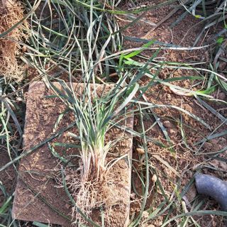 이은화님의 기타작물 · 영농일지 작성글 사진