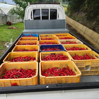 유원준님의 고추 · 영농일지 작성글 사진