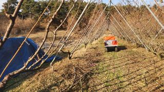 김준한님의 자두 · 영농일지 작성글 사진