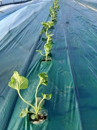 조영임님의 기타작물 · 영농일지 작성글 사진