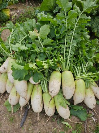 김제일주농장님의 기타작물 · 영농일지 작성글 사진