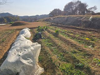 임영규님의 기타작물 · 영농일지 작성글 사진