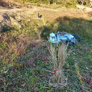 김건우님의 기타작물 · 영농일지 작성글 사진