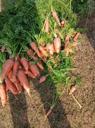 최유순님의 콩 · 영농일지 작성글 사진