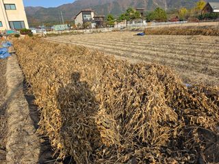 아침못자연농원님의 콩 · 영농일지 작성글 사진