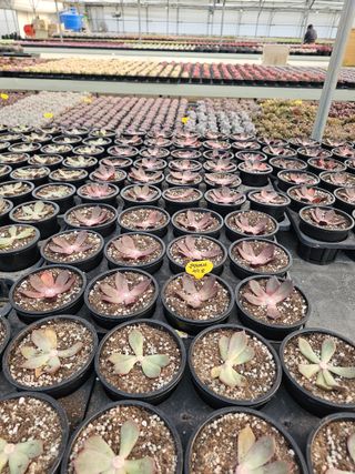 신상섭님의 기타작물 · 영농일지 작성글 사진