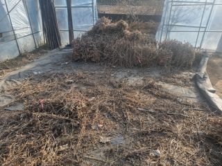 원인호님의 콩 · 영농일지 작성글 사진