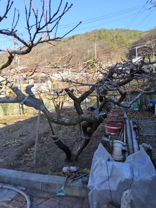 김용대님의 기타작물 · 영농일지 작성글 사진