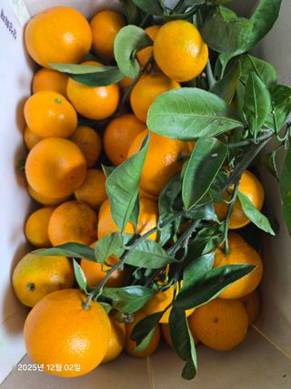 Captain김상곤님의 귤 · 영농일지 작성글 사진