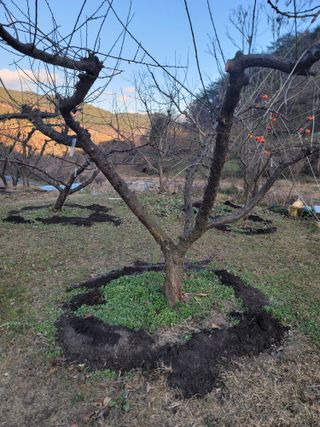 단풍농장님의 매실 · 영농일지 작성글 사진