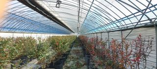 고추22286님의 블루베리 · 영농일지 작성글 사진