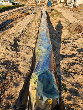 김영숙님의 배추 · 영농일지 작성글 사진