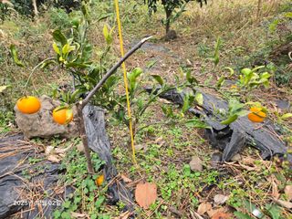 Captain김상곤님의 귤 · 영농일지 작성글 사진
