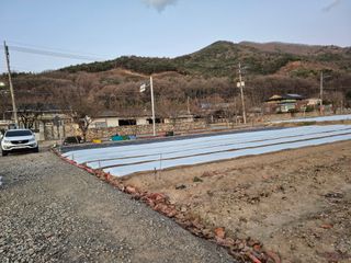 김명웅님의 마늘 · 영농일지 작성글 사진