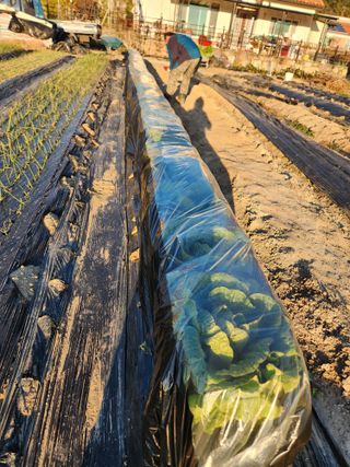 김영숙님의 배추 · 영농일지 작성글 사진