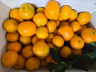 Captain김상곤님의 귤 · 영농일지 작성글 사진