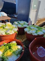 팜모닝 복숭아·영농일지 게시글 이미지