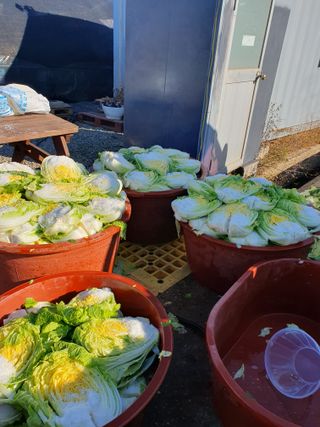 SM핏치팜317님의 복숭아 · 영농일지 작성글 사진