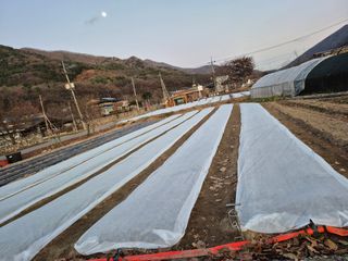 김명웅님의 마늘 · 영농일지 작성글 사진