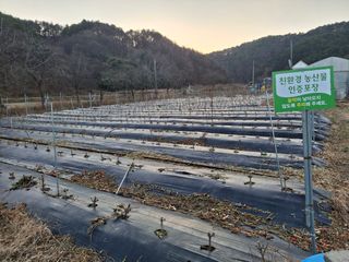 건강한먹거리님의 고추 · 영농일지 작성글 사진