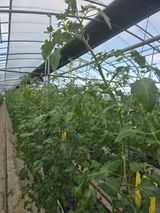 팜모닝 토마토·영농일지 게시글 이미지