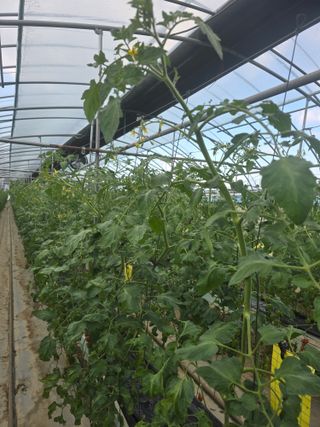 김호진님의 토마토 · 영농일지 작성글 사진