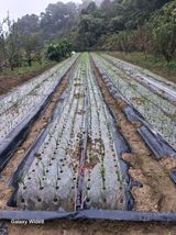 팜모닝 마늘·영농일지 게시글 이미지