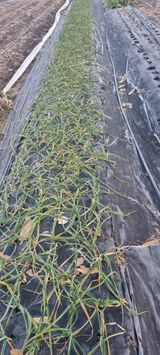 팜모닝 기타작물·영농일지 게시글 이미지