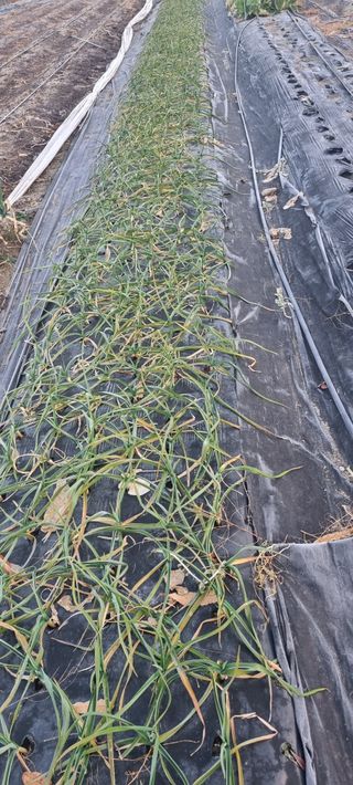 이정식님의 기타작물 · 영농일지 작성글 사진