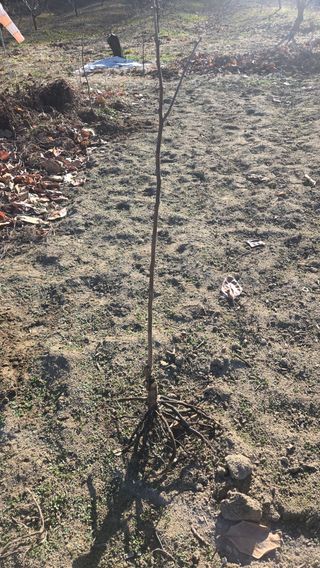 정성영님의 감 · 영농일지 작성글 사진