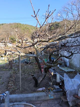 김용대님의 기타작물 · 영농일지 작성글 사진
