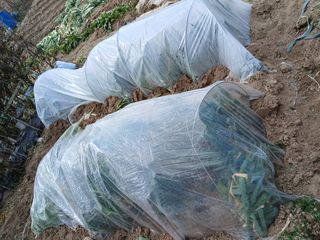 최남옥님의 기타작물 · 영농일지 작성글 사진