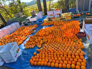 애기봉 초보농부님의 감 · 영농일지 작성글 사진