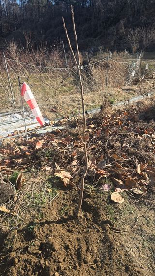 정성영님의 감 · 영농일지 작성글 사진