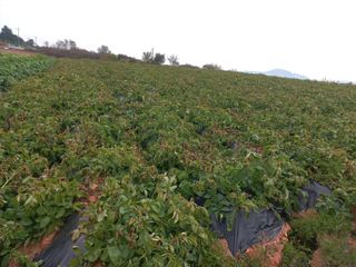 박린님의 감자 · 영농일지 작성글 사진