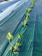 팜모닝 기타작물·영농일지 게시글 이미지