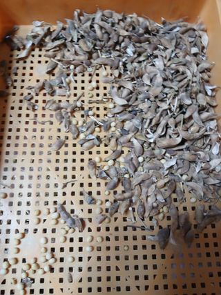 최남옥님의 기타작물 · 영농일지 작성글 사진