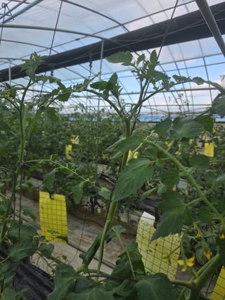 김호진님의 토마토 · 영농일지 작성글 사진